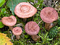 Lactarius spinosulus (sx) vs L. lilacinus (dx)