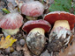 Boletus lupinus