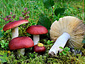 Russula vinososordida