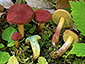 Hortiboletus rubellus