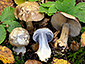 Cortinarius parherpeticus