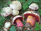 Boletus rhodoxanthus