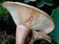 Lactarius fraxineus