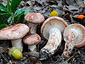 Hygrophorus russula