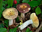 Russula carpini