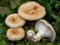 Lactarius auriolla