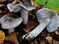 Tricholoma sciodes