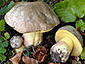 Boletus fechtneri