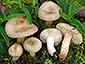 Russula cistoadelpha