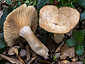 Lactarius mairei