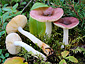 Russula sapinea