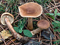 Lactarius hepaticus