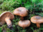 Lactarius deterrimus