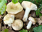 Russula galochroa