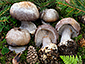 Cortinarius caesiocanescens