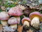 Boletus pulchrotinctus