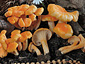 Cantharellus friesii