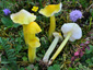 Hygrocybe citrinovirens