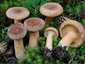 Lactarius helvus