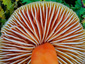 Hygrocybe splendidissima