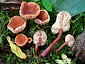 Lactarius omphaliiformis