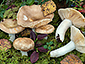 Russula fulvograminea