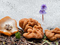 Gyromitra accumbens