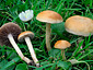 Agrocybe vervacti