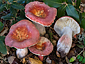 Russula amarissima