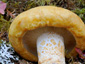 Lactarius scrobiculatus