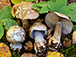 Cortinarius parherpeticus