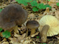 Lactarius picinus