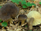 Lactarius picinus