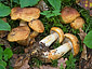 Cortinarius rubicundulus