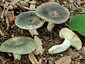 Russula parazurea