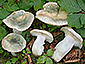 Russula virescens