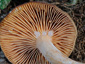 Lactarius serifluus