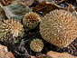 Lycoperdon echinatum