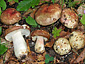 Russula alutacea