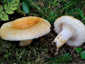 Lactarius auriolla