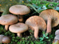 Lactarius quietus