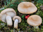 Lactarius musteus