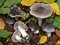 Tricholoma orirubens