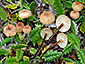 Rhizomarasmius epidryas