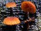 Phaeomarasmius erinaceus