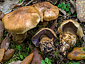 Cortinarius caligatus