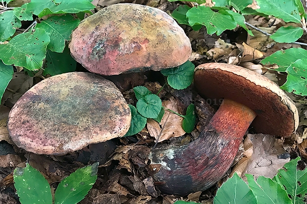 Boletus mendax