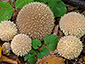 Lycoperdon echinatum