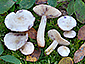 Lactarius aspideus