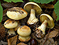 Cortinarius claroflavus